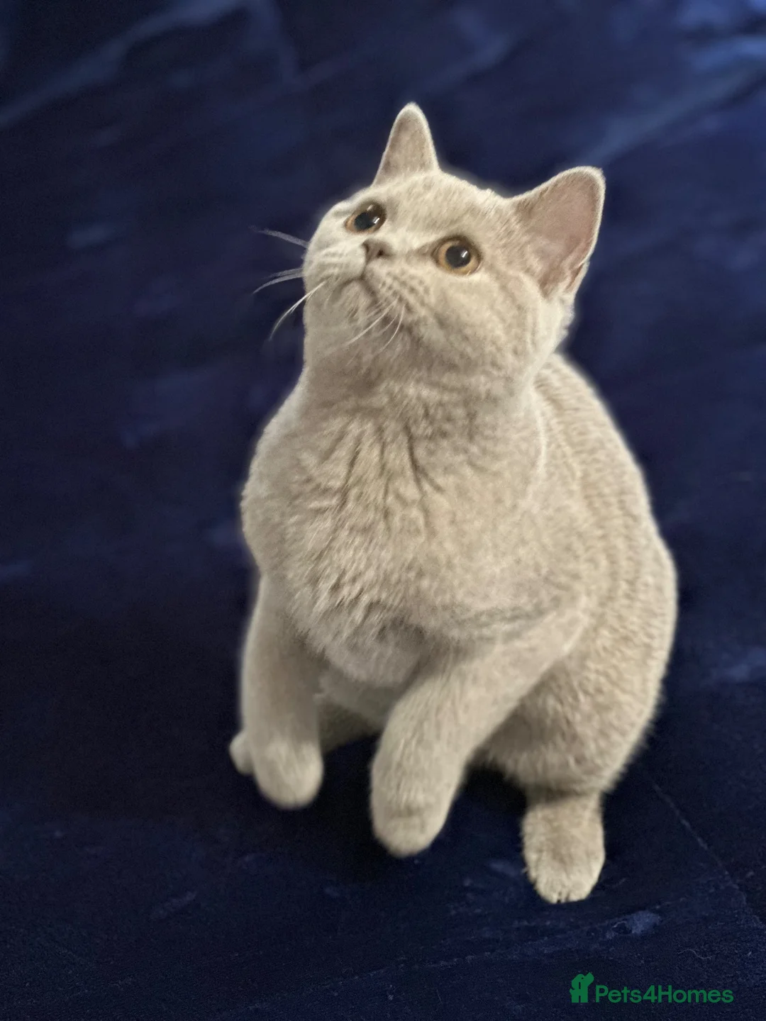 British Shorthair cats for sale: 🐾 ADORABLE KITTENS LOOKING FOR NEW HOMES\!** 🏡💕 in London - Advert 13