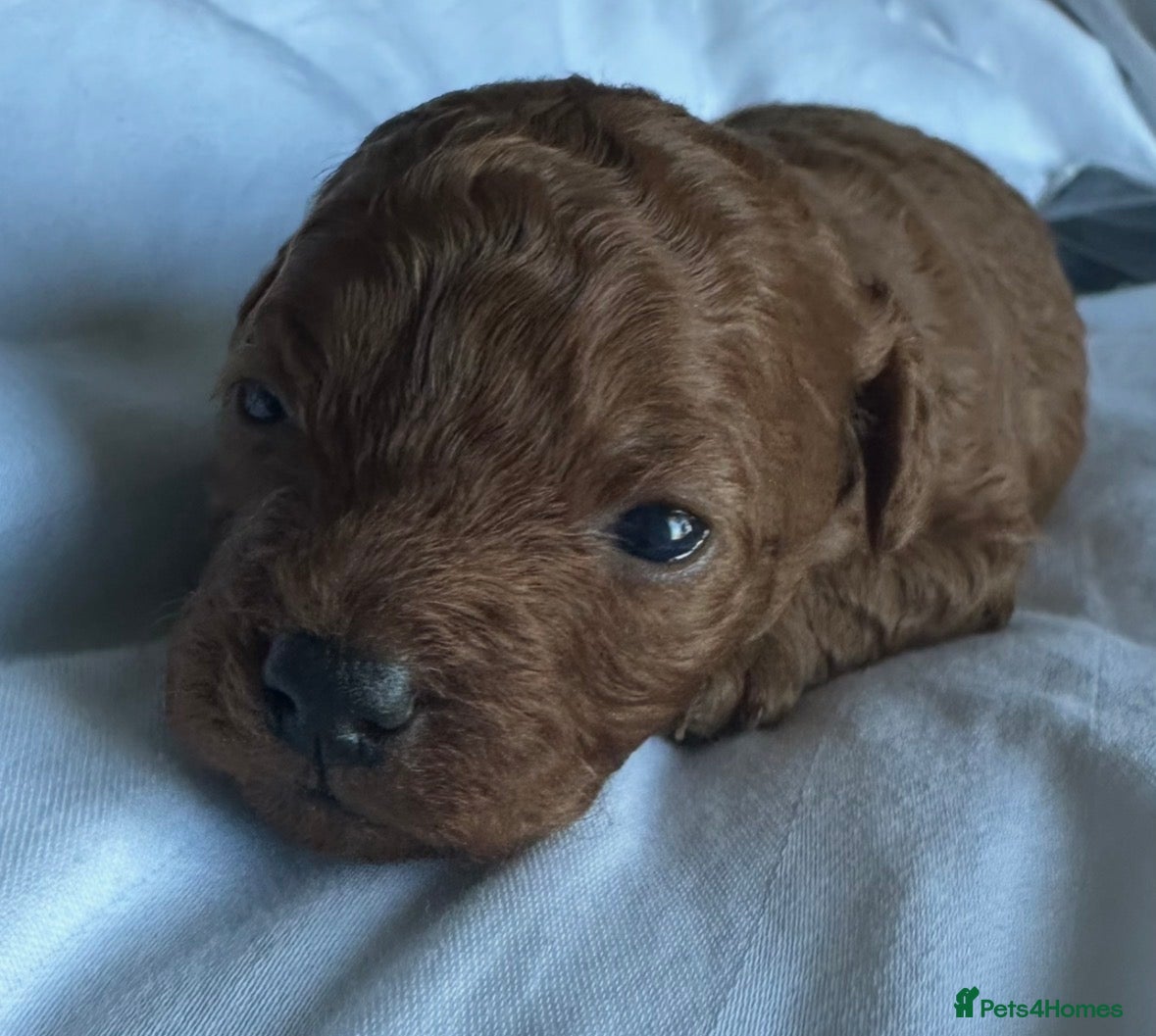 Poochon dogs Toy poochon - Advert 9