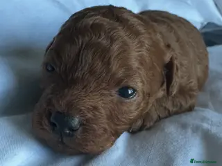 Poochon dogs Toy poochon - Advert 9