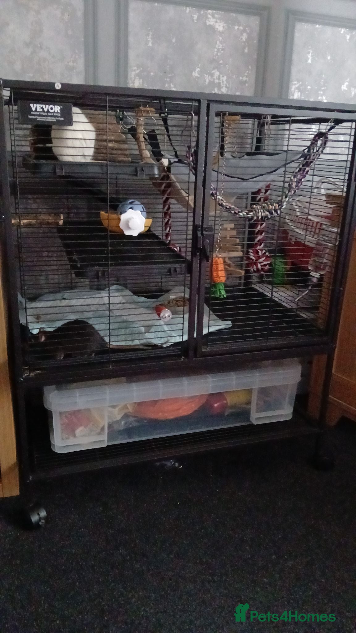 Rat rodents Female pet rats - Advert 1