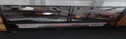 Rat rodents for sale: Female pet rats in Sheffield - Advert 1