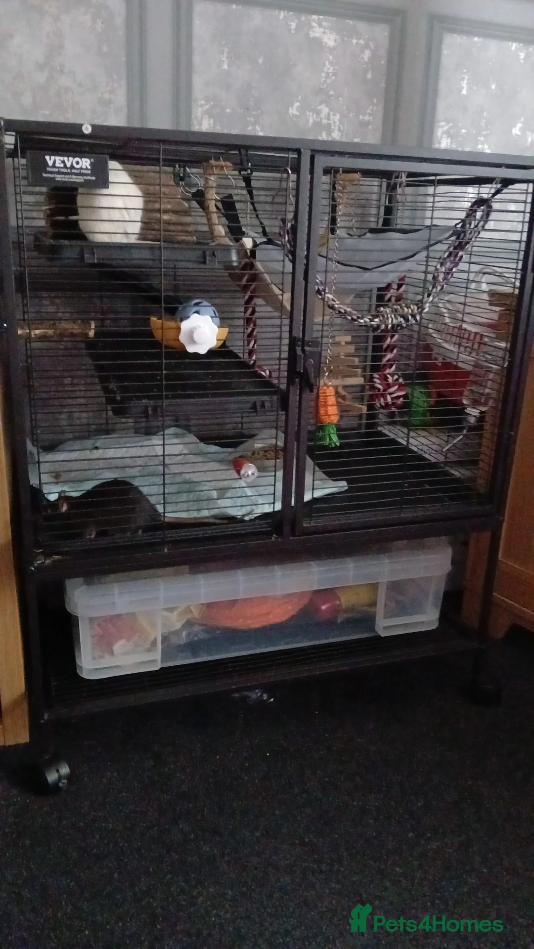 Rat rodents for sale: Female pet rats in Sheffield - Advert 1