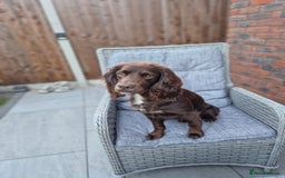 Cocker Spaniel dogs for sale: KC reg Cocker Spaniel Puppies. 1 Black Boy left - Image 8