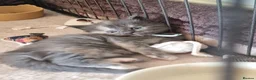 Maine Coon cats for sale: Last 2 GIRLS - Maine Coon X Ragdoll Kittens - Advert 26
