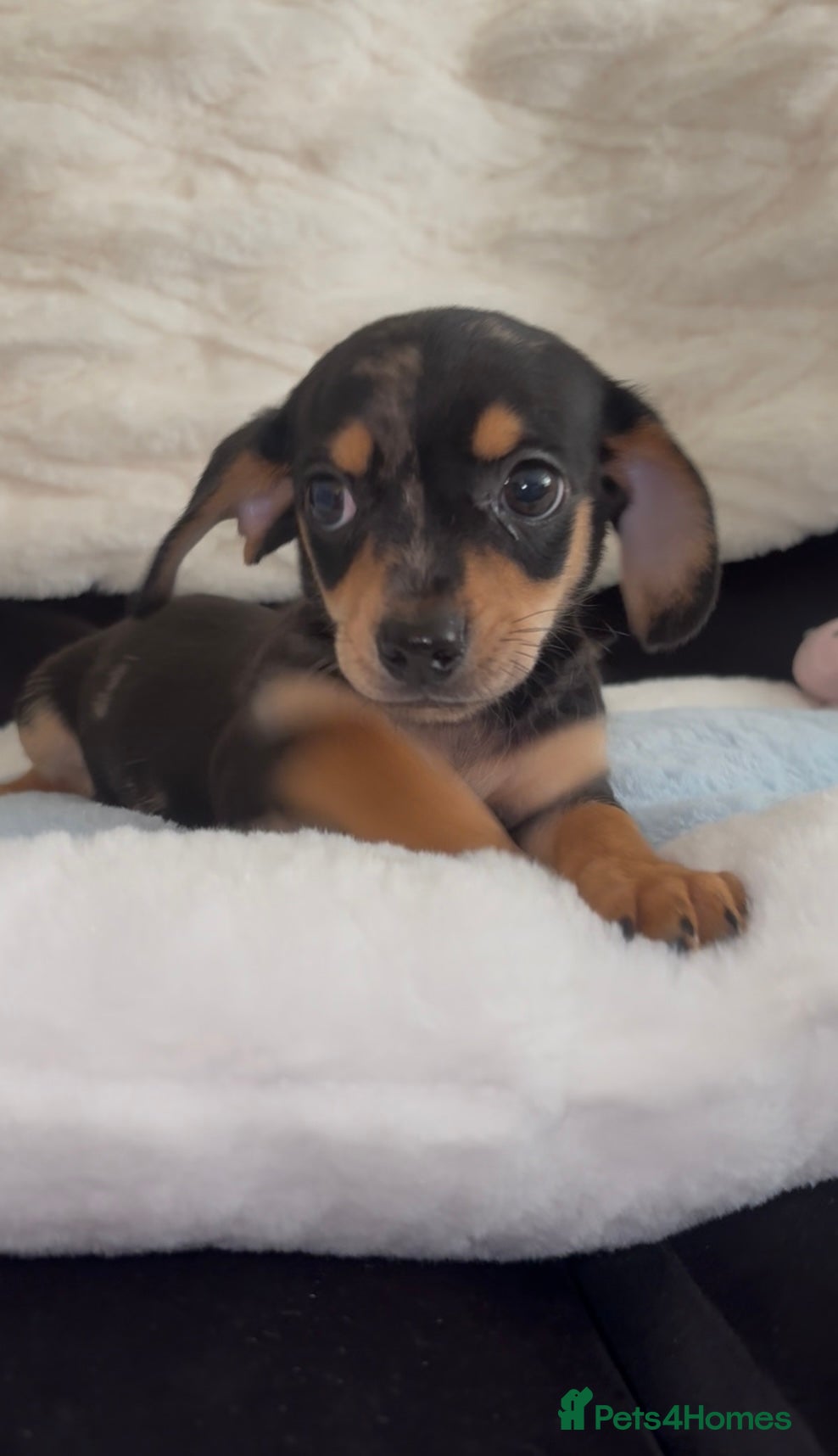 Chiweenie dogs Gorgeous Mini Dachshund X Puppies🐾 - Advert 21