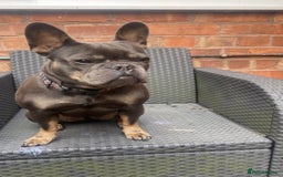 French Bulldog dogs for sale: Meet Zola 🐶  - Image 7
