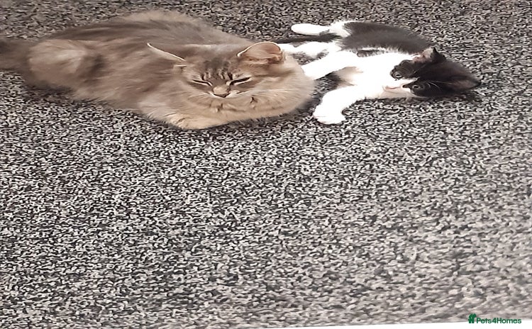Domestic Shorthair cats - Advert 1