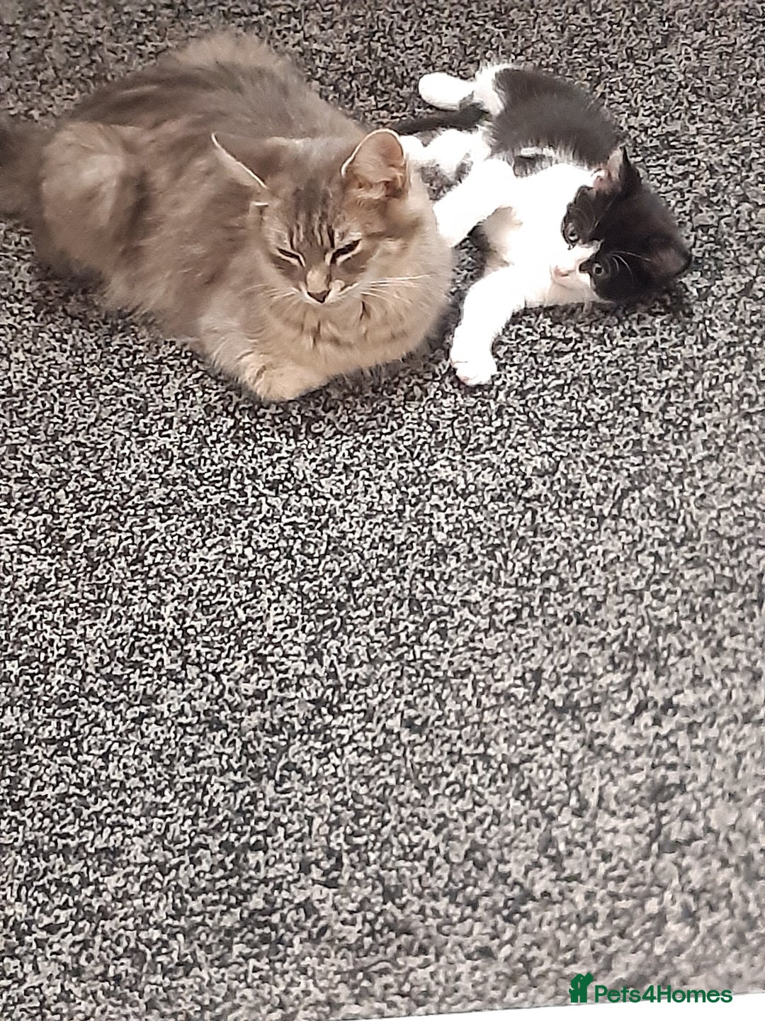 Domestic Shorthair cats for sale: Baby girl kitten  - Image 1