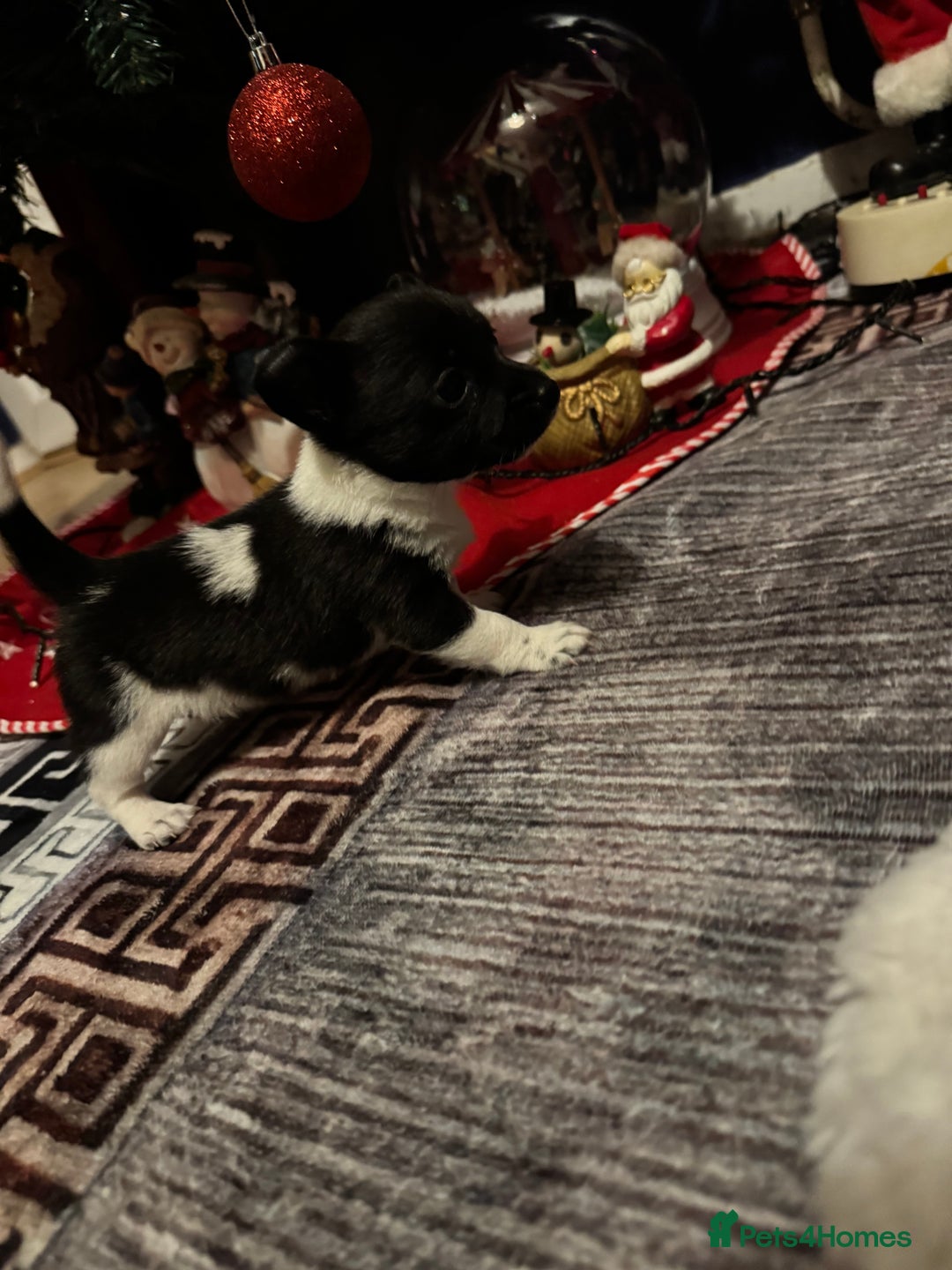 Mixed Breed dogs for sale: Beautiful chihuahua cross Jack Russell puppy  - Advert 5