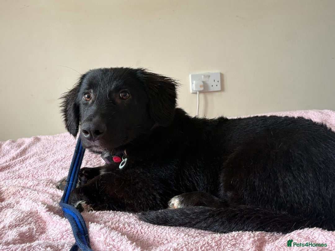 Mixed Breed dogs for adoption: Leo - Norwich Norfolk  - Advert 1