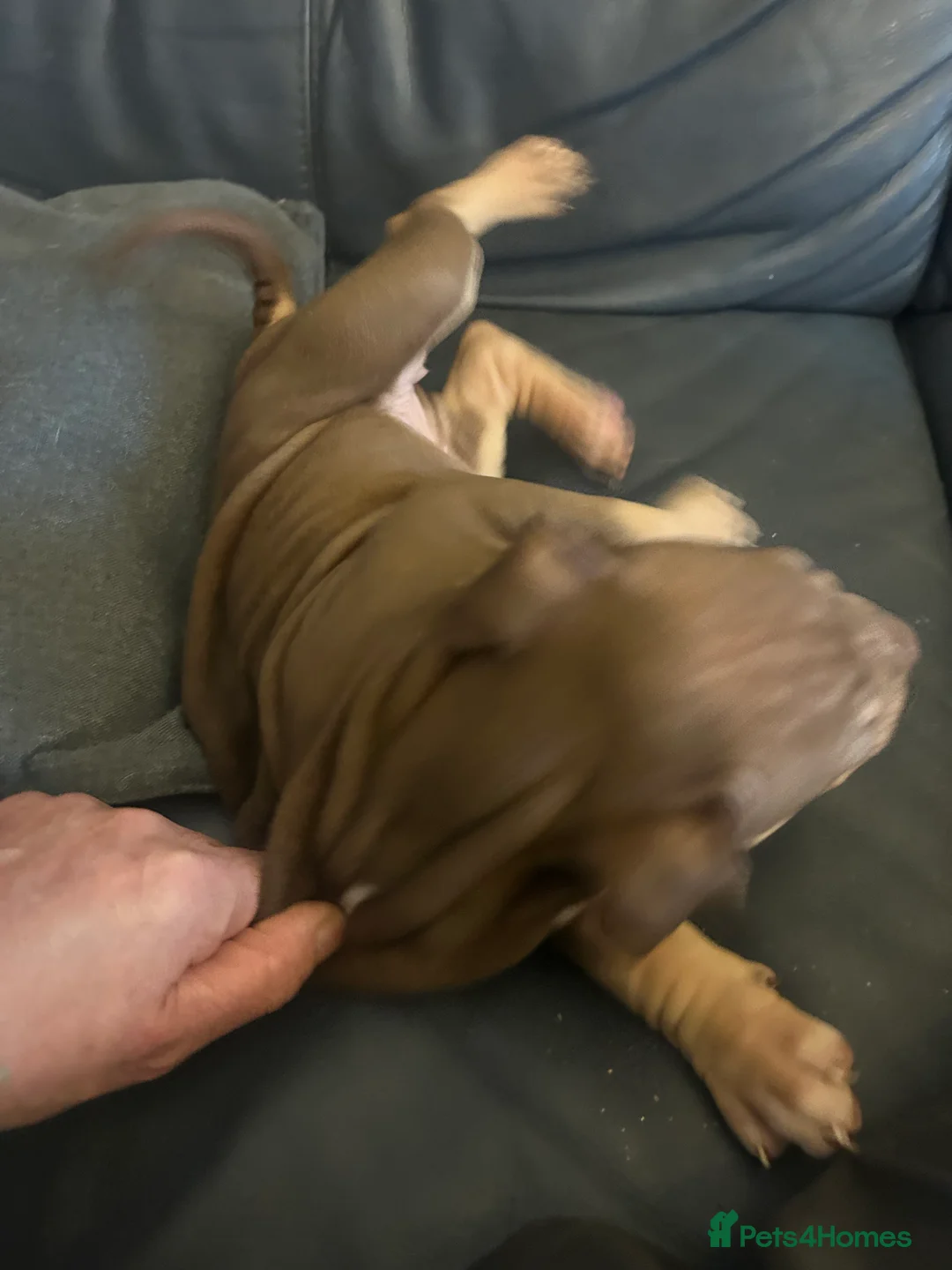 Mixed Breed dogs for sale: Shapei x pocket bully ready now  - Advert 5