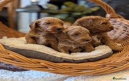 Australian Labradoodle dogs for sale: Mini Australian labradoodles, DNA health tested. - Image 5