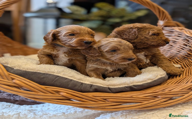 Australian Labradoodle dogs - Advert 2