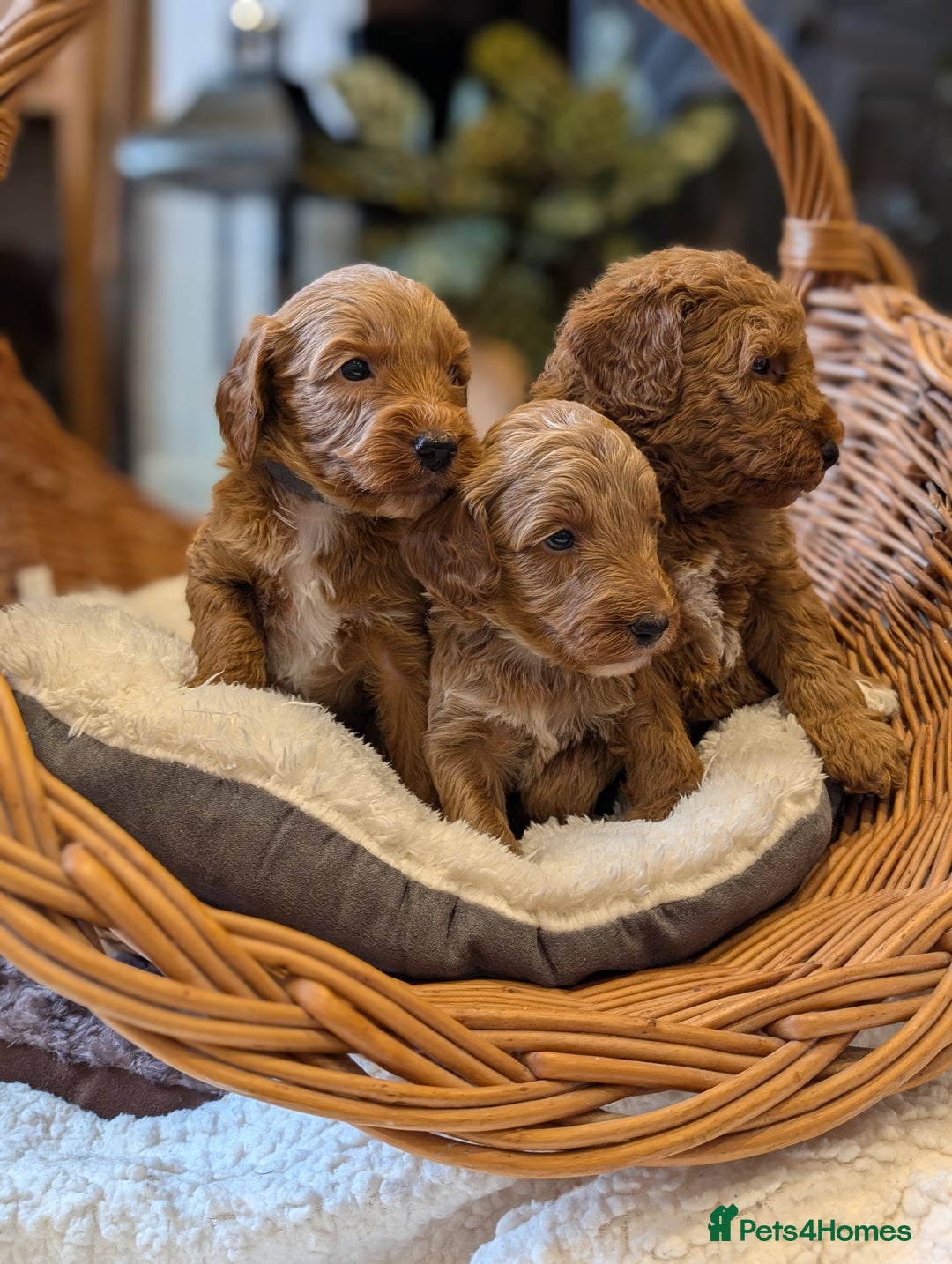 Australian Labradoodle dogs for sale: Mini Australian labradoodles, DNA health tested. - Image 5