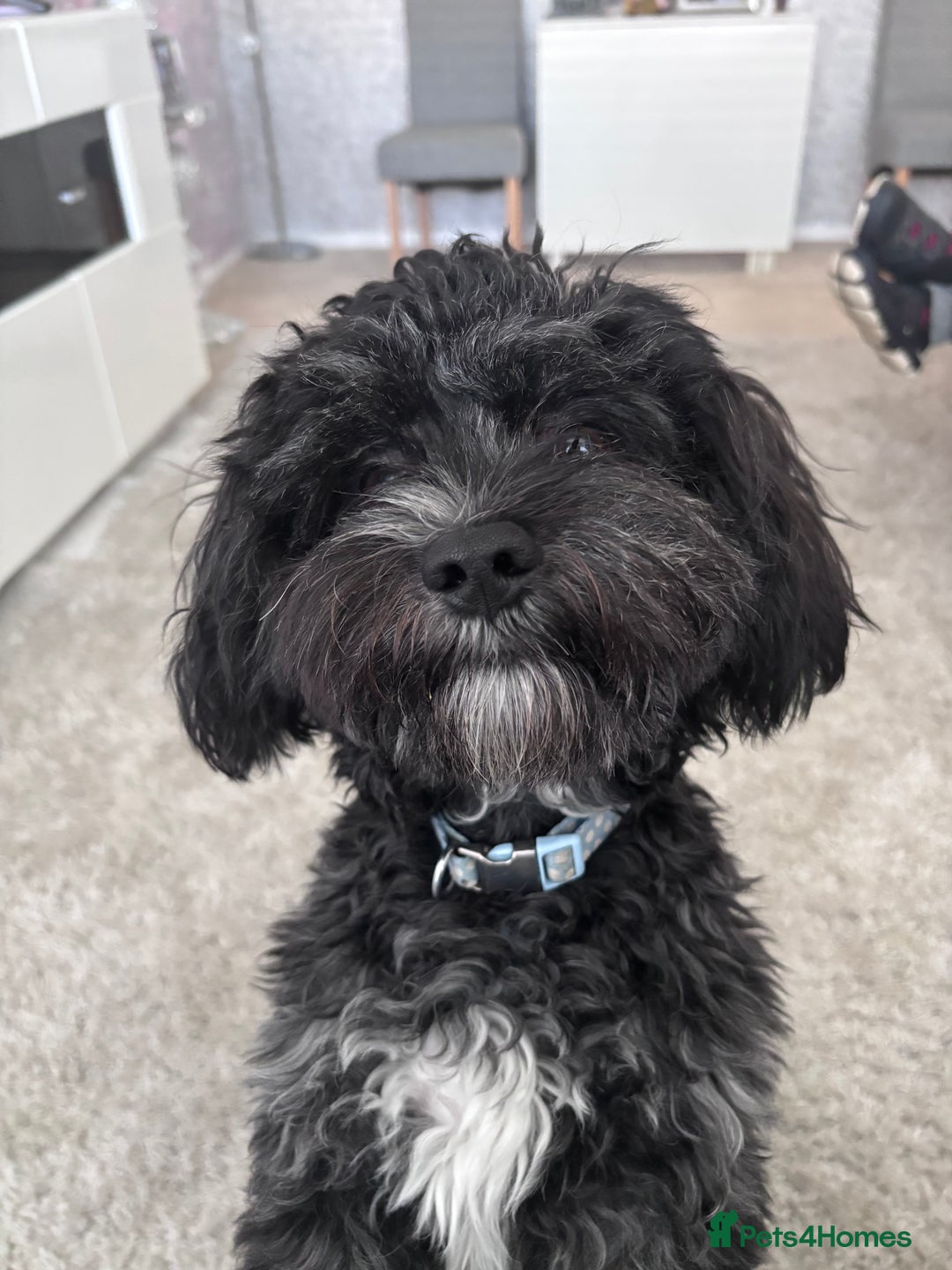 Mixed Breed dogs for sale: Bichon x havanese male 1 year old - Advert 11