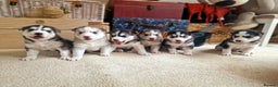 Siberian Husky dogs for stud: 🐺Lucky🐺 in Birmingham - Advert 6