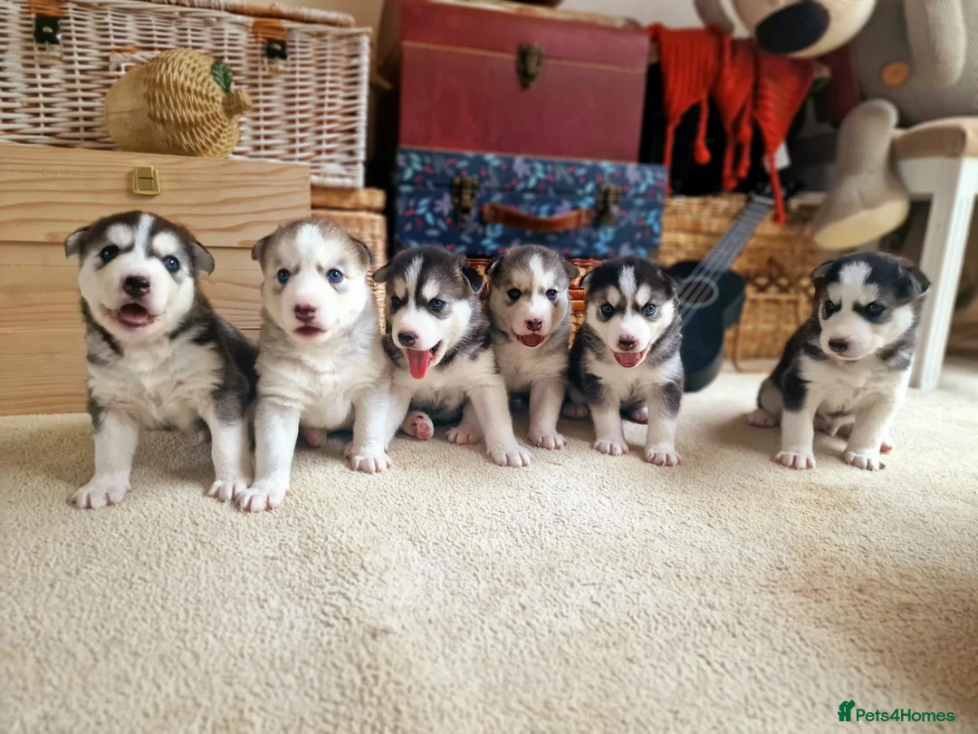 Siberian Husky dogs for stud: 🐺Lucky🐺 in Birmingham - Advert 6