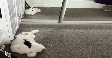 Mixed Breed rabbits - Advert 5