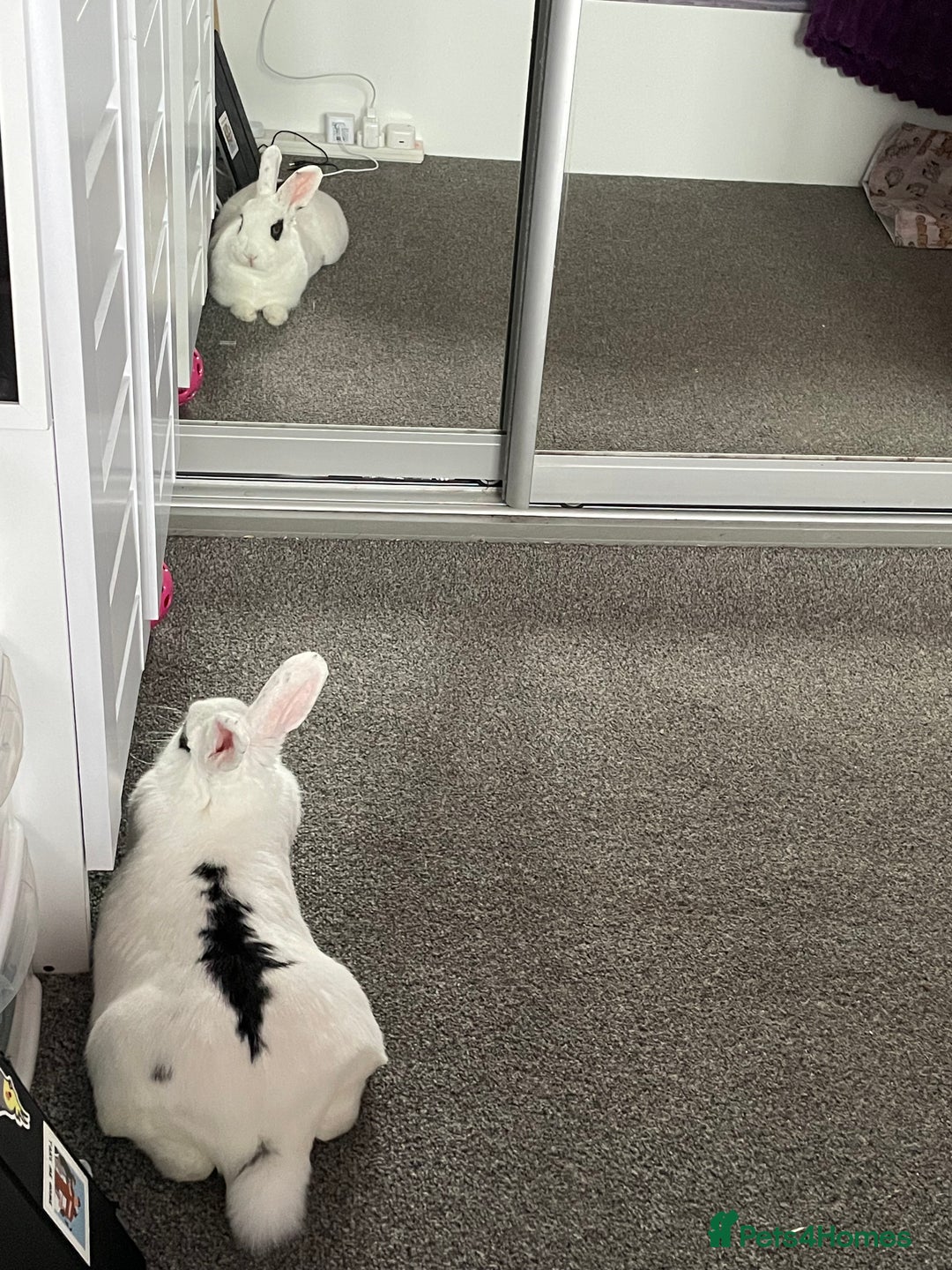 Mixed Breed rabbits for sale: White and Black Female Rabbit for adoption! FREE! - Image 3