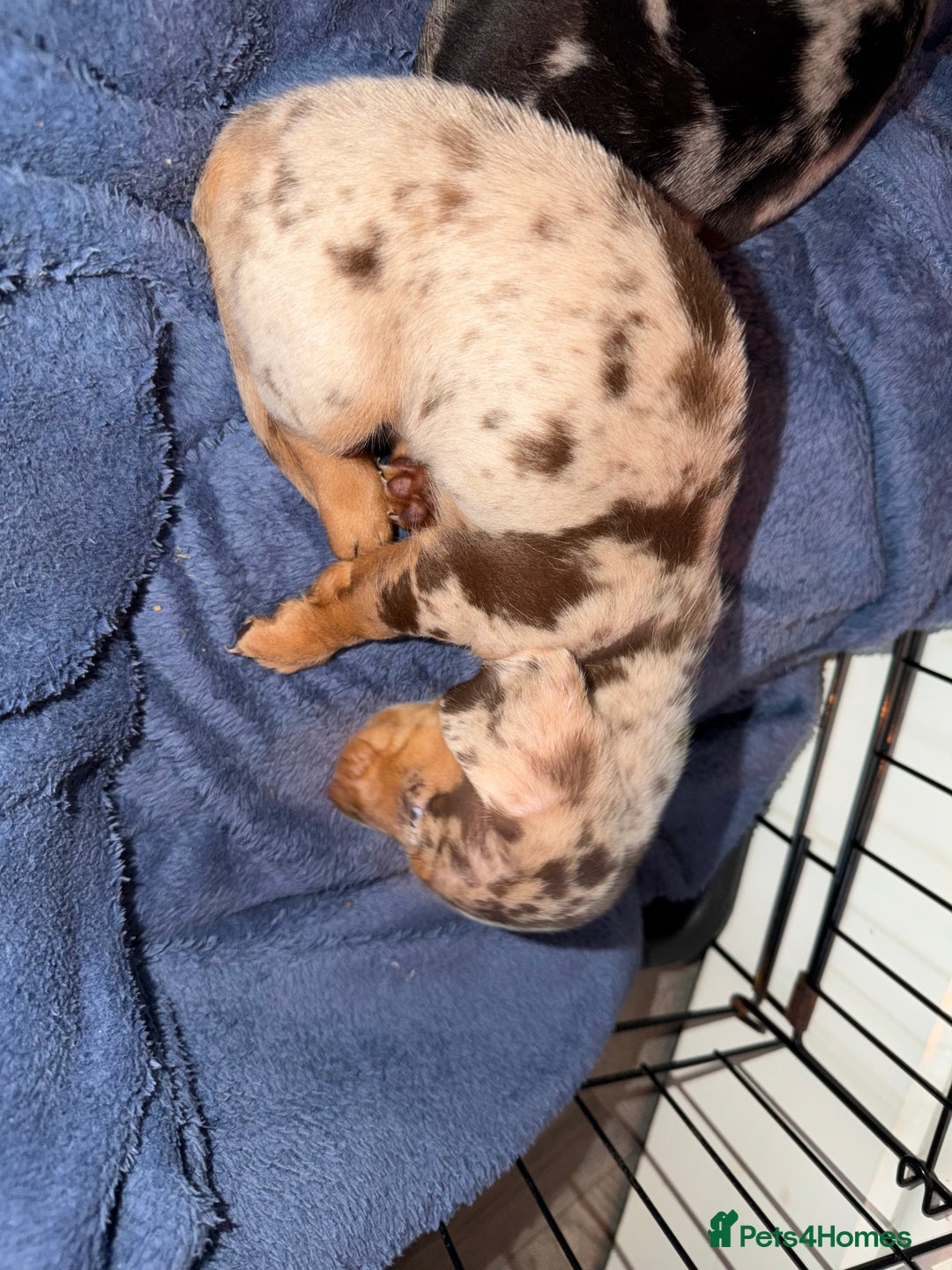 Miniature Dachshund dogs for sale: Dachshund Puppies - Image 3