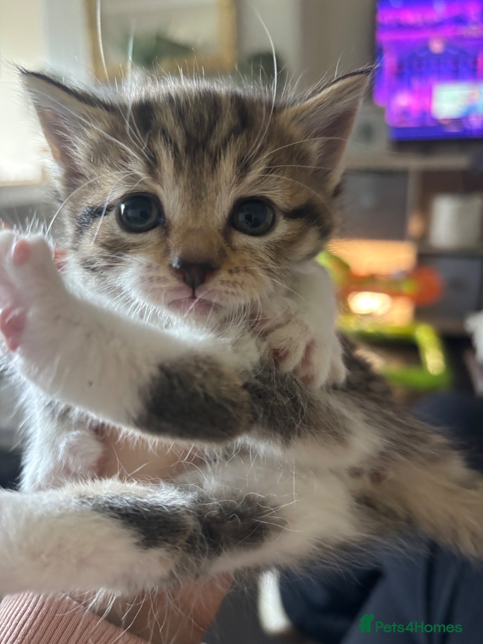 Domestic Shorthair cats Tabby domestic short hair kittens  - Advert 14
