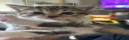Domestic Shorthair cats for sale: Tabby domestic short hair kittens  - Advert 3