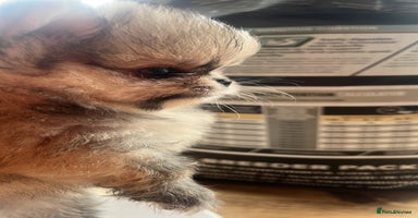 Pomchi dogs - Advert 4