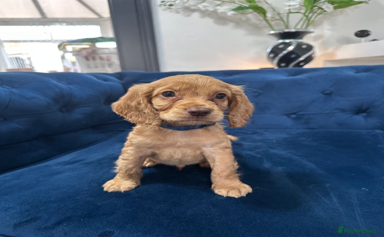 Cocker Spaniel dogs for sale - Advert 1