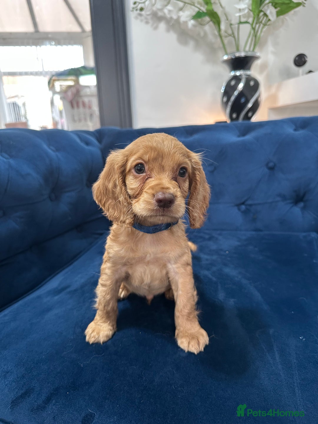 Cocker Spaniel dogs for sale: Beautiful litter of cocker spaniel pups 4 left  - Image 21