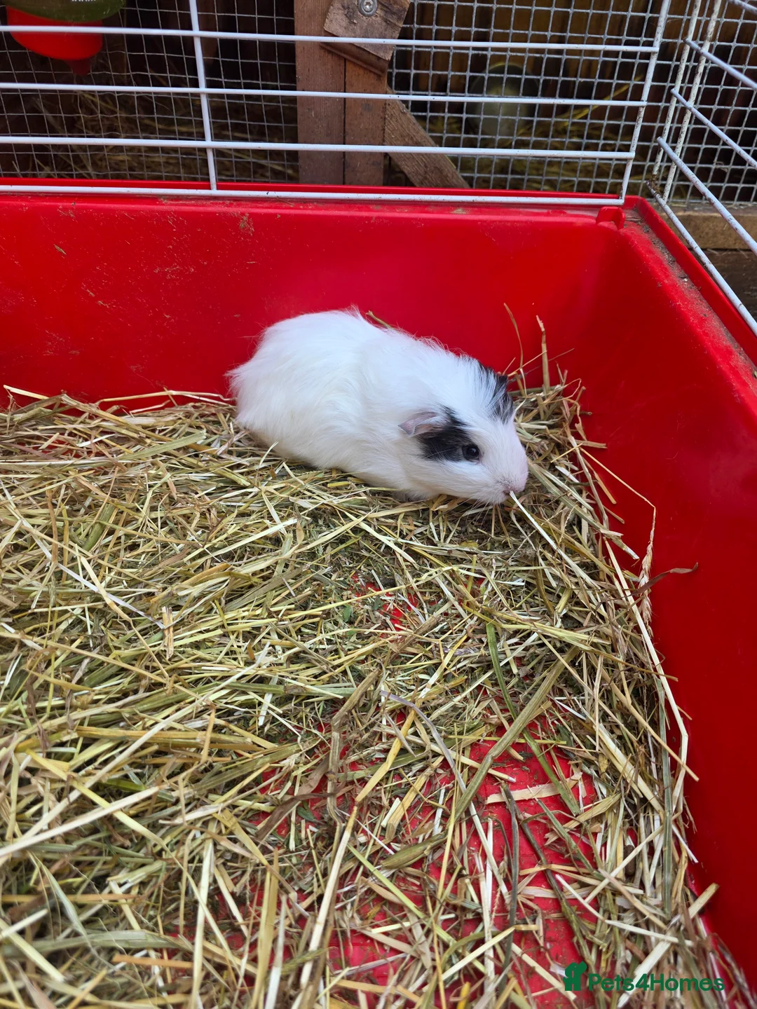 Guinea Pig rodents for sale: Guinea pigs  - Advert 5