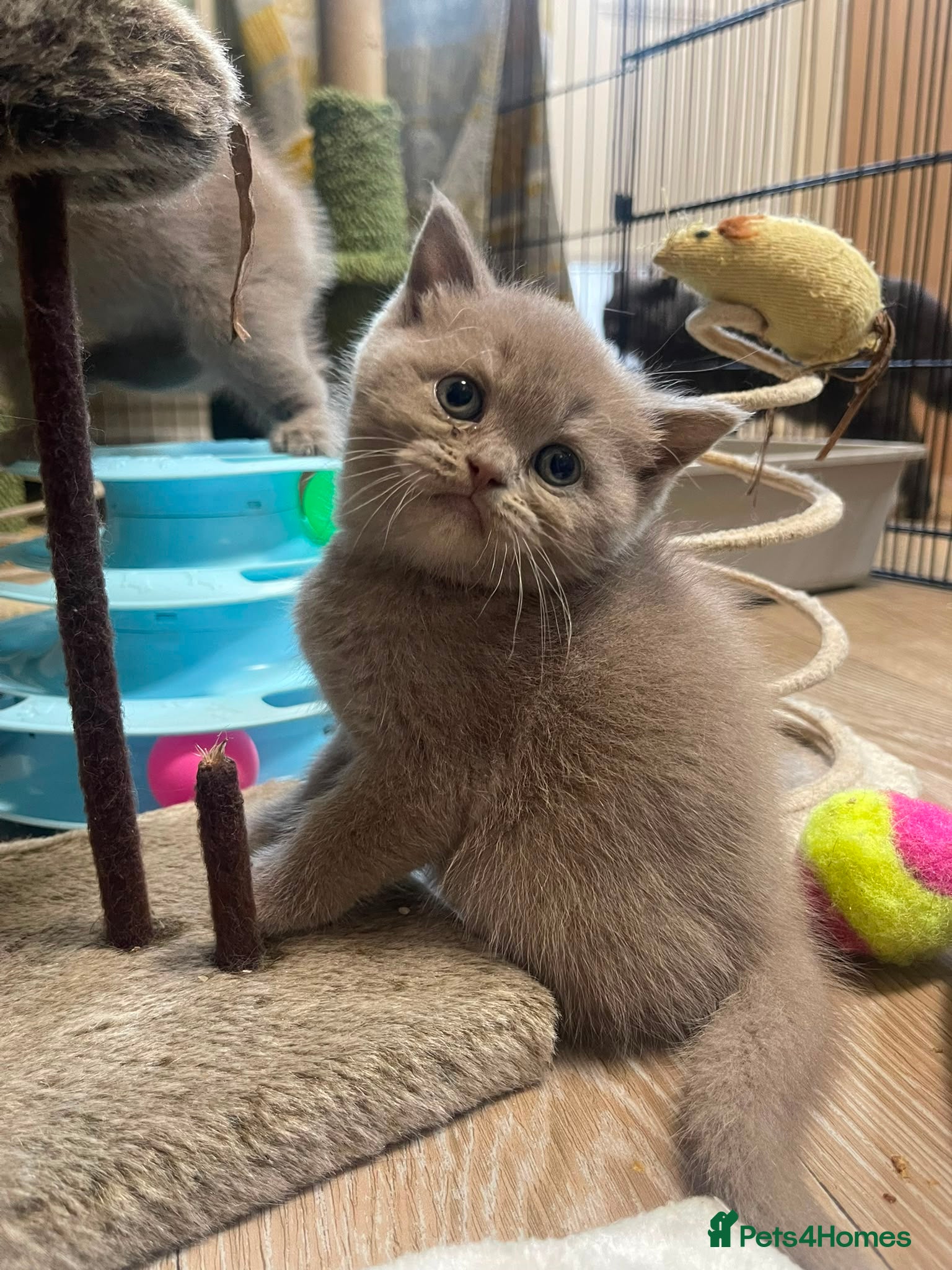 British Shorthair cats Chocolate and lilac BSH and longhaired kittens - Advert 2