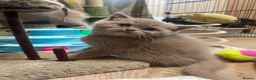 British Shorthair cats for sale: British longhair and shorthair kittens  - Advert 17