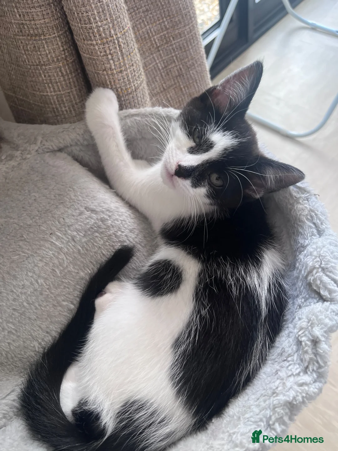 Mixed Breed cats for sale: Kittens for sale  in Welwyn Garden City - Advert 5