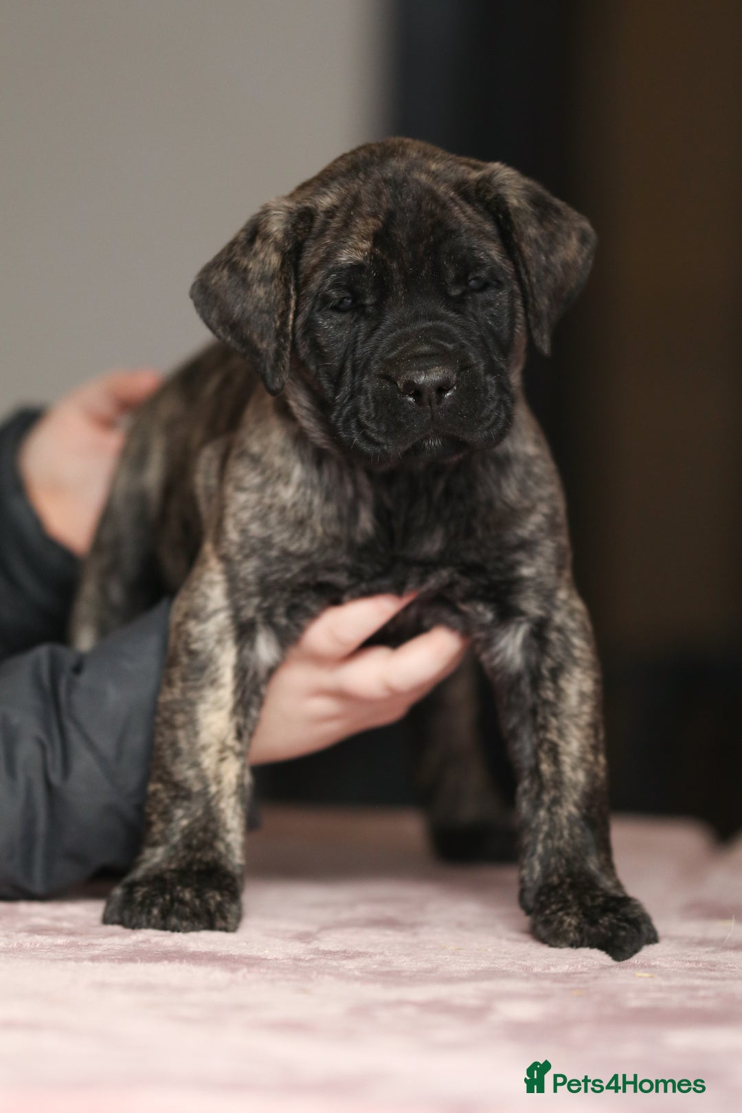 Presa Canario dogs for sale: Stunning Presa Canario Puppies  - Advert 3