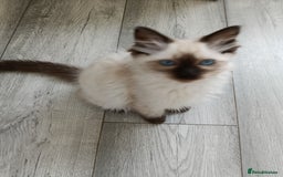Ragdoll cats for sale: GCCF registered seal and chocolate ragdoll kittens - Image 24