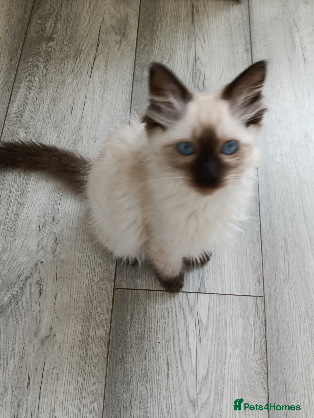 Ragdoll cats for sale: GCCF registered seal and chocolate ragdoll kittens - Image 24