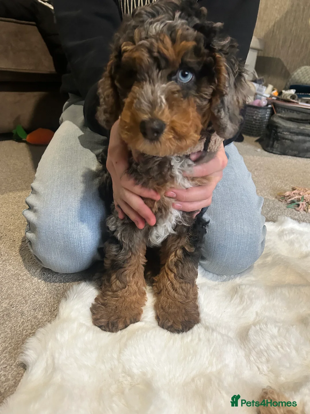 Cockapoo dogs for sale: Stunning male Merle F2 cockapoo puppy - Advert 3