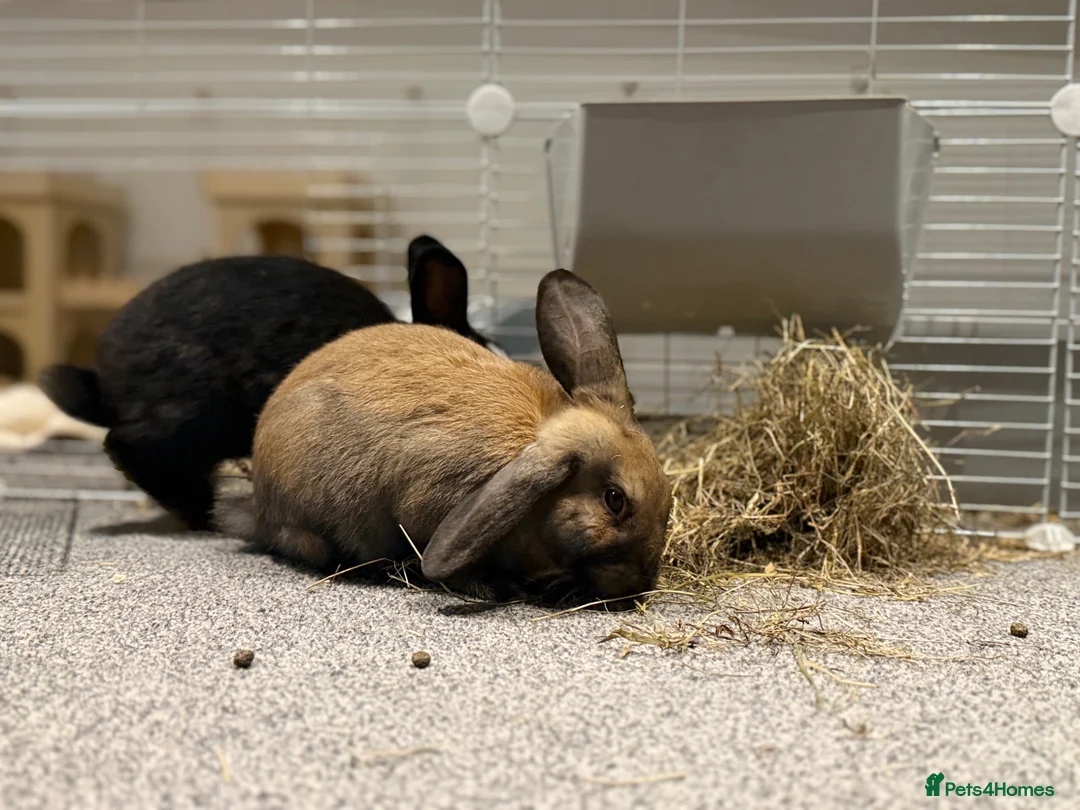 English rabbits for sale: Brother rabbits for sale in Plymouth - Advert 1