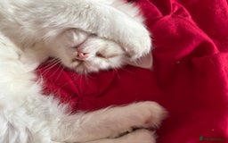 Perdoll cats for sale: Persian/Ragdoll boys  - Image 2