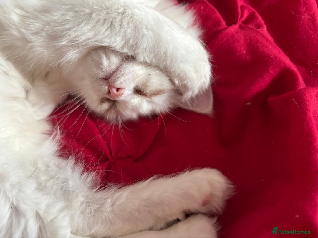 Perdoll cats for sale: Persian/Ragdoll boys  - Image 2