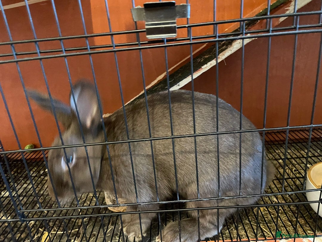 English Lop rabbits for sale: rabbit  - Image 3