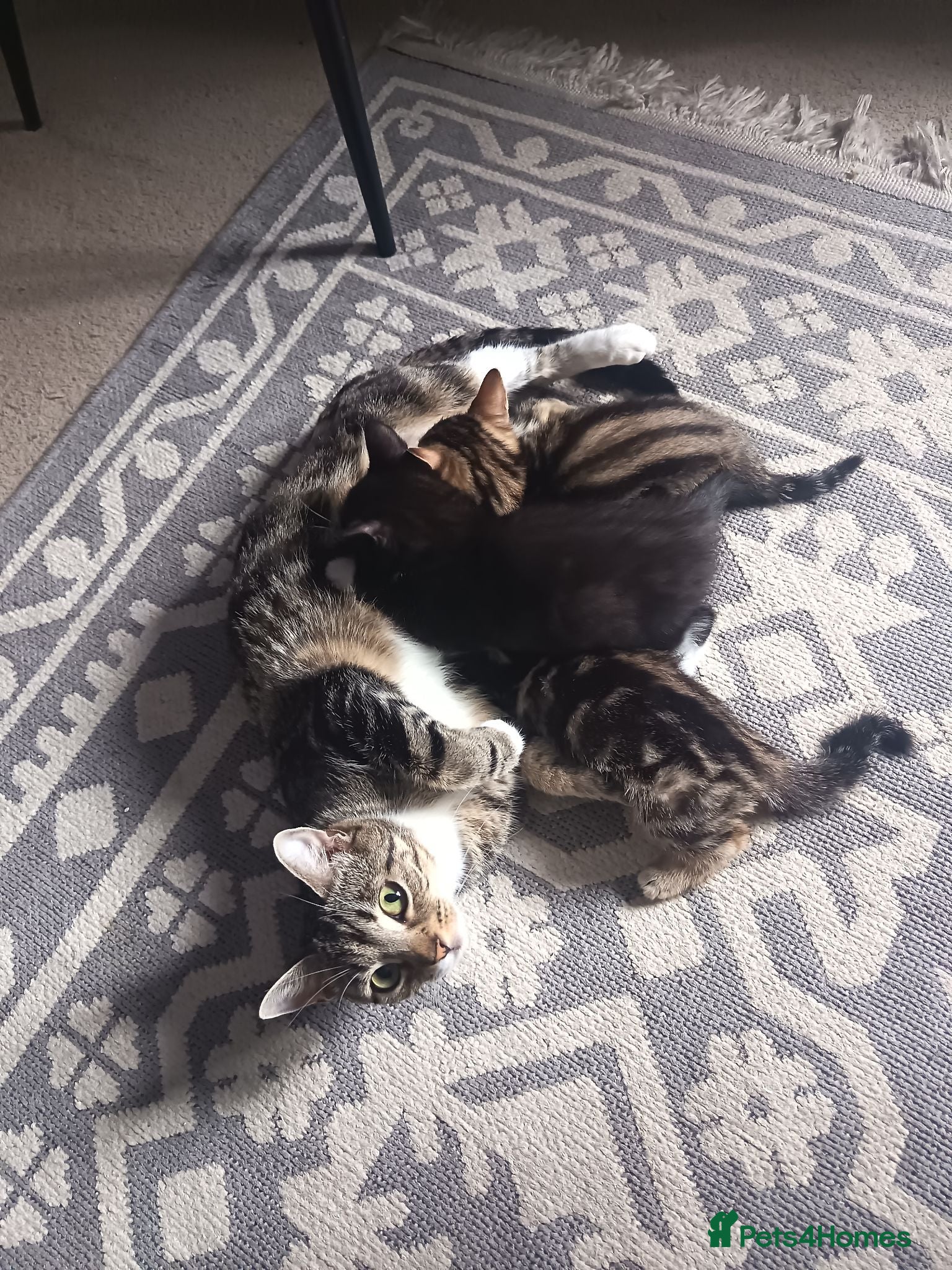 Mixed Breed cats 3 beautiful kittens ready for new homes 🏠 - Advert 11