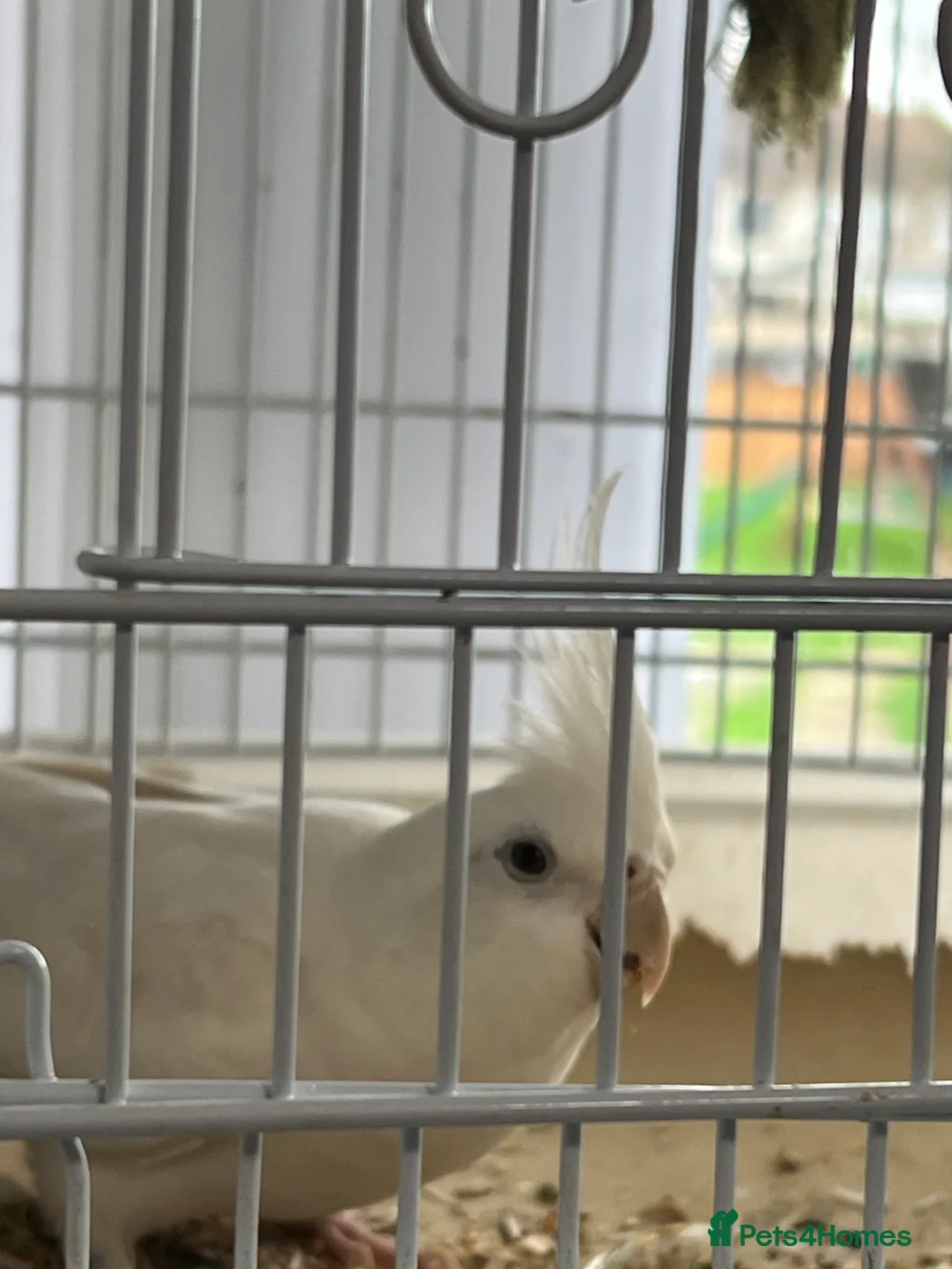 Cockatiels birds for sale: Cockatiels for sale - Advert 1