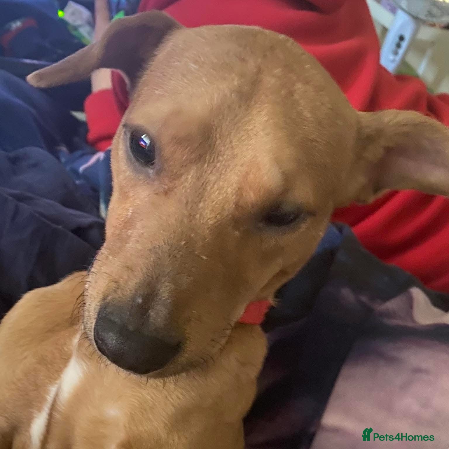 Mixed Breed dogs Alfie - Advert 19