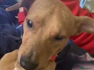 Mixed Breed dogs Alfie - Advert 12