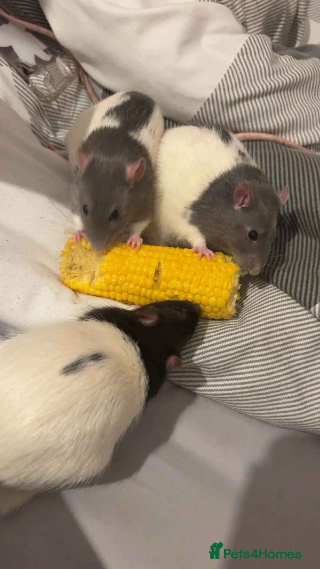Rat rodents for sale: 3 male rats (fully bonded) - Advert 10