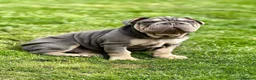 Mixed Breed dogs for sale: Beautiful French bulldog x sharpie male in Bradford - Advert 2