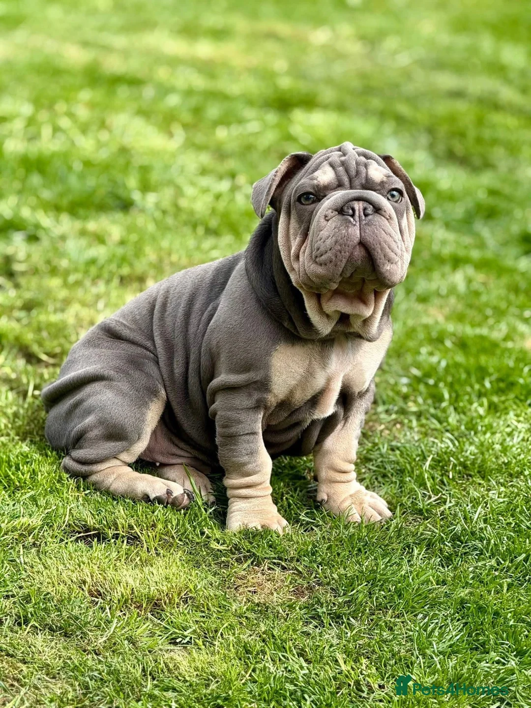 Mixed Breed dogs for sale: Beautiful French bulldog x sharpie male in Bradford - Advert 2