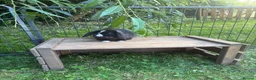 Mini Lop rabbits for sale: Gorgeous blue eye black mini lop  - Advert 5