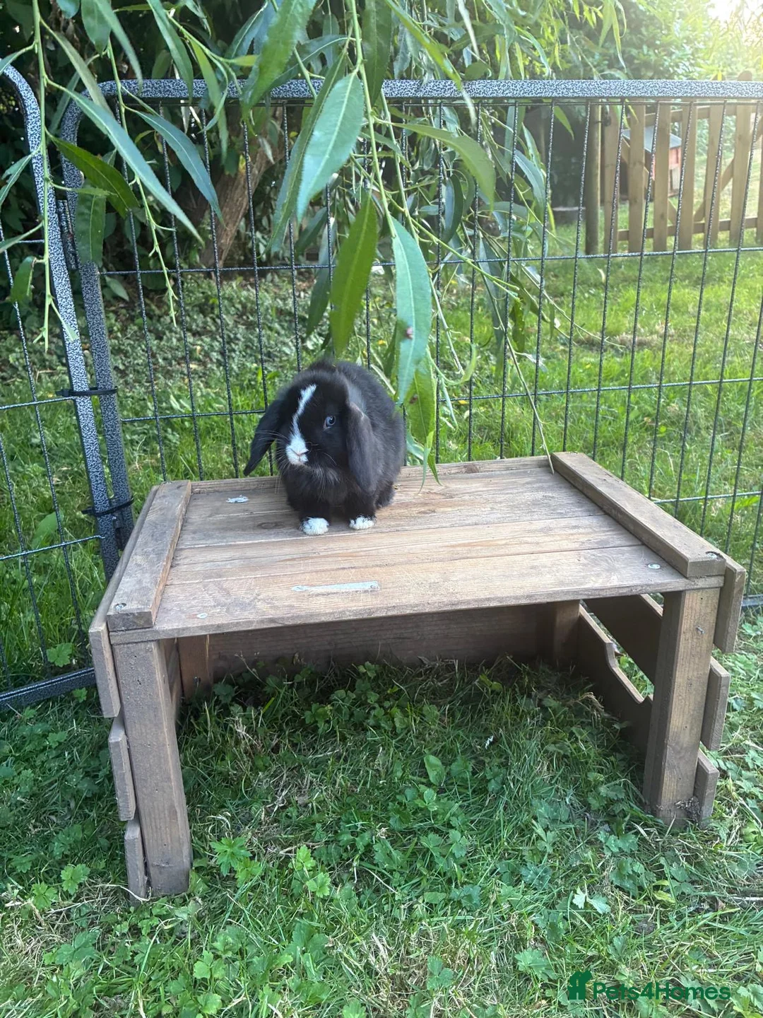 Mini Lop rabbits for sale: Gorgeous blue eye black mini lop  - Advert 5